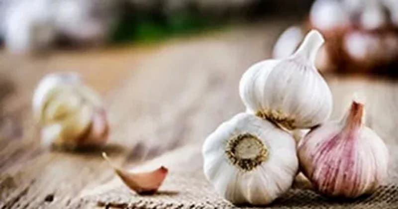 تصویر 4 از سیر کرمان سفید طعمی اصیل و تازه در هر دستور آشپزی